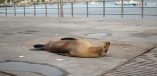Lazy Focas